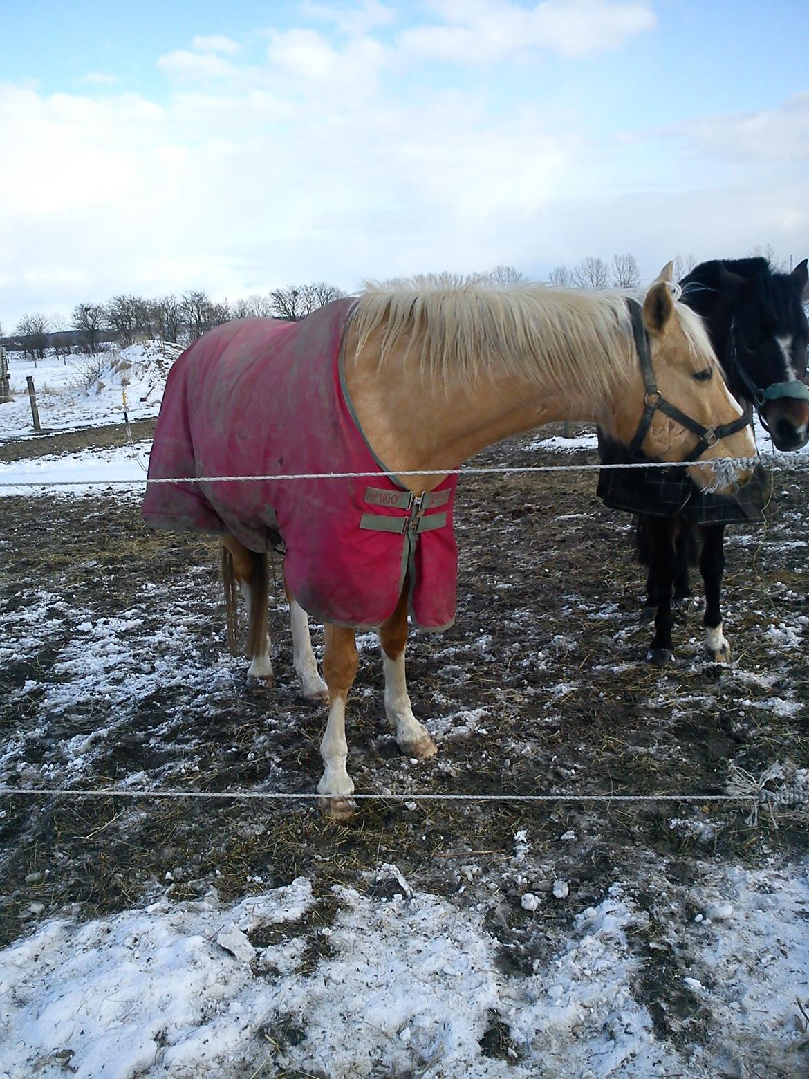 Anden særlig race Copys Le Charmeur billede 2