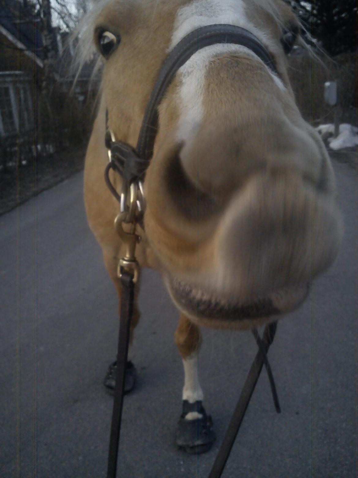 Anden særlig race Copys Le Charmeur billede 3