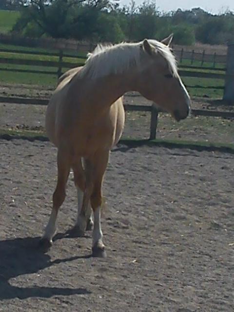 Anden særlig race Copys Le Charmeur - Nede hos Mia i Skælskør. billede 4