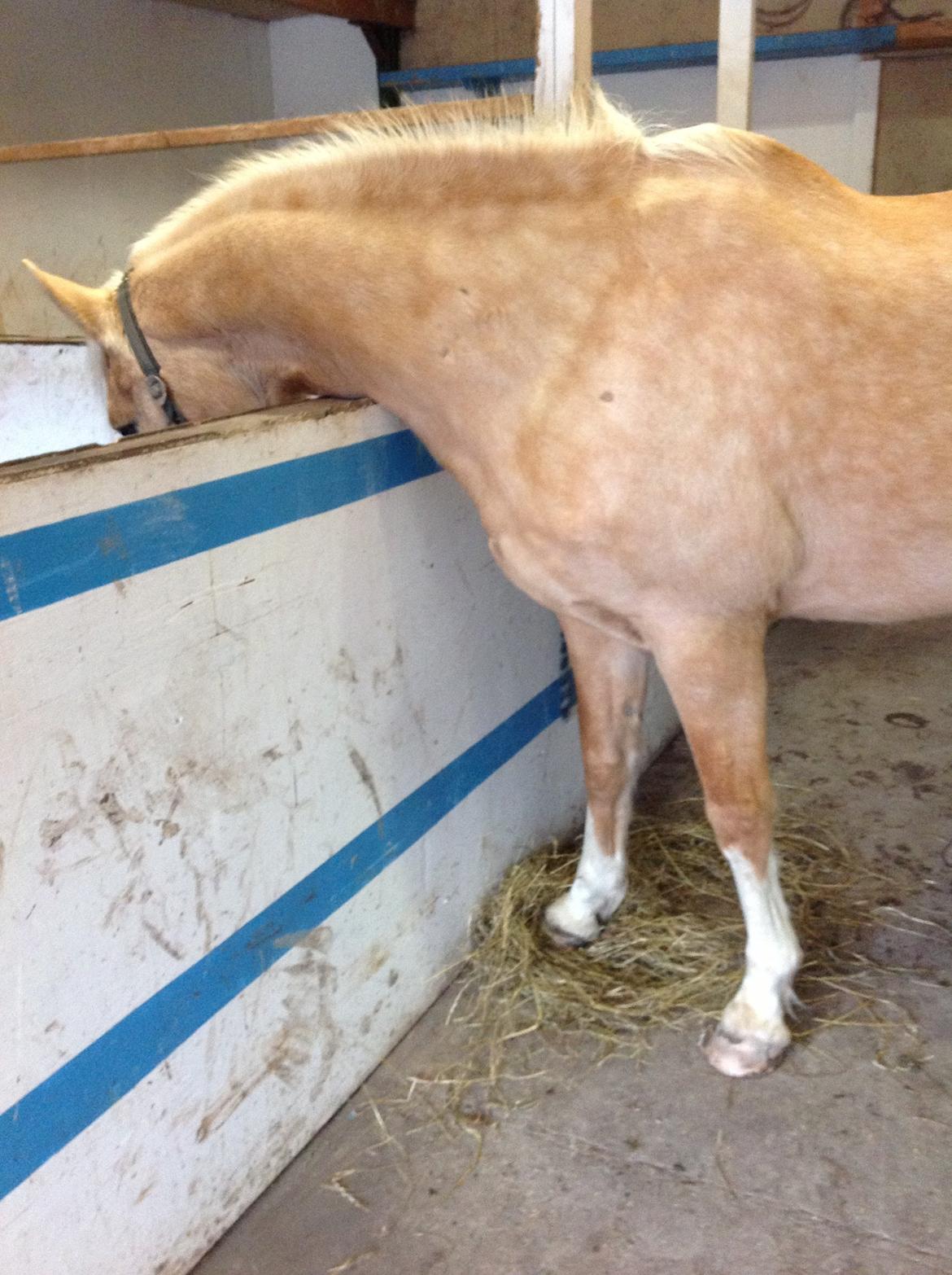 Anden særlig race Copys Le Charmeur billede 7
