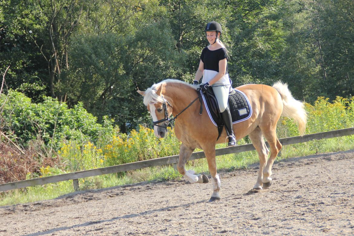 Haflinger Studgårdens Sally <3<3 - 11] Dressur træning på Sally, nyt underlag og pandebånd :) Dato: 14.09 2013 Foto: Anna Munk billede 11