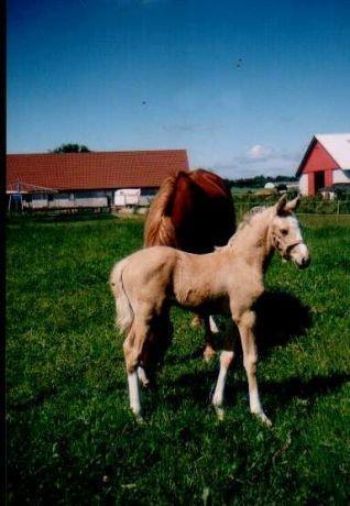Anden særlig race Copys Le Charmeur - gule som føl (Tidligere ejers billed). billede 8