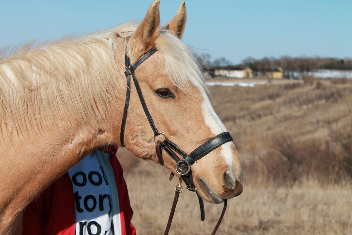 Anden særlig race Copys Le Charmeur billede 10