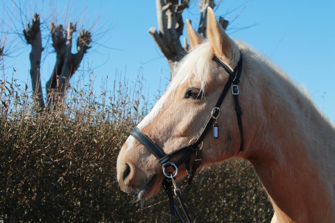 Anden særlig race Copys Le Charmeur - min smukke dreng :-) billede 1