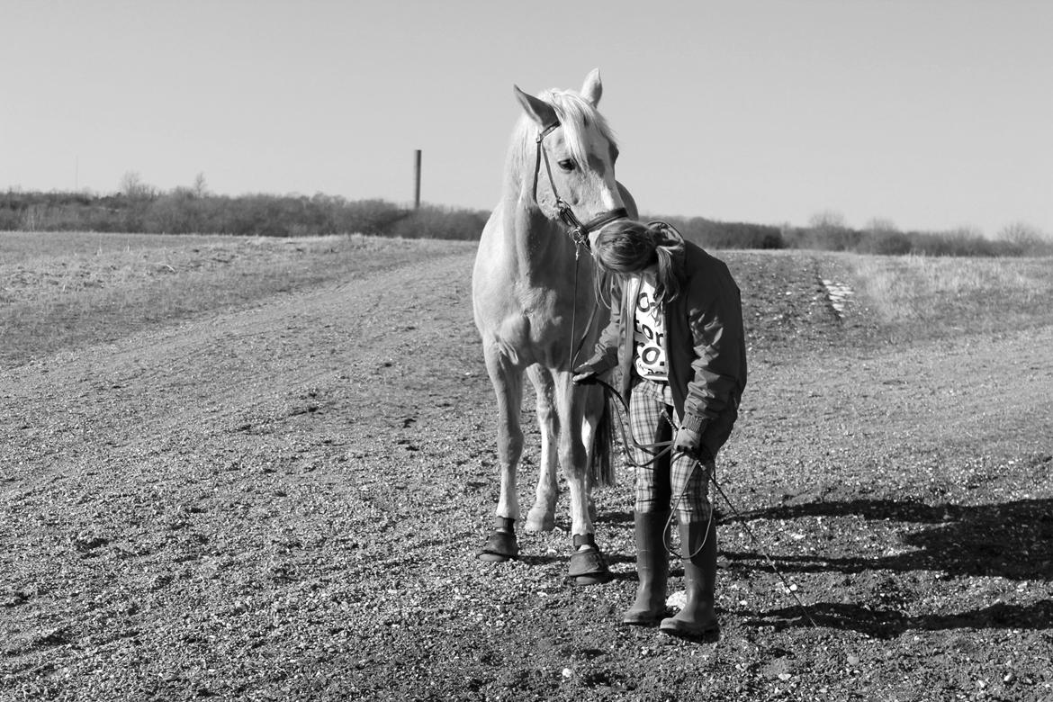 Anden særlig race Copys Le Charmeur billede 11