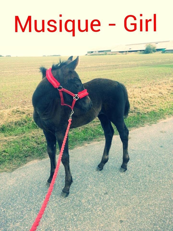Anden særlig race Musique-Girl billede 38