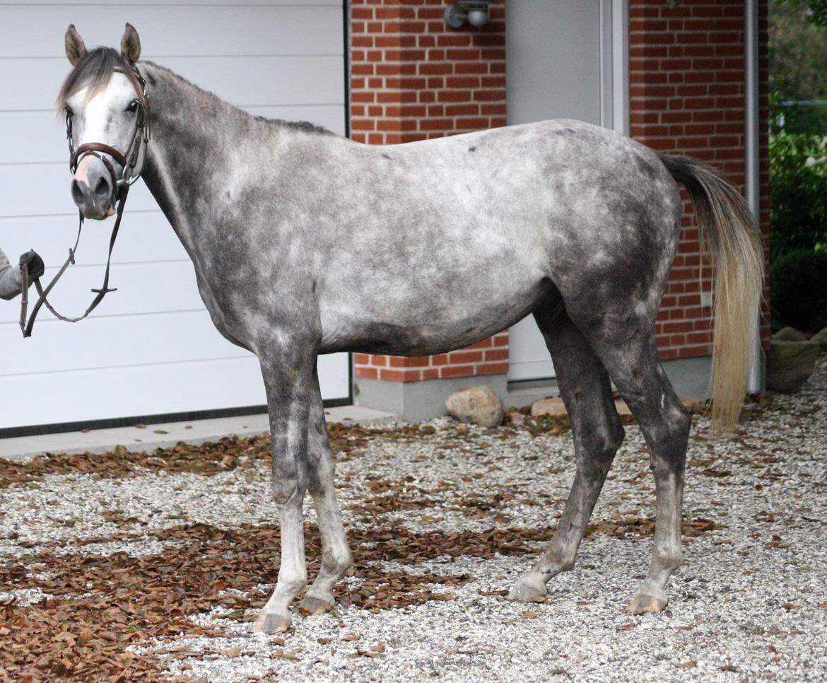 Anden særlig race Østermarkens Chassie (SOLGT) - I tilridning ved Diana Klein billede 3