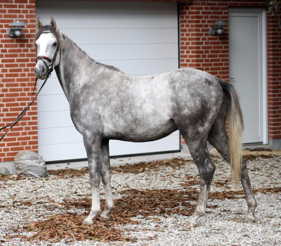Anden særlig race Østermarkens Chassie (SOLGT) - I tilridning ved Diana Klein billede 4