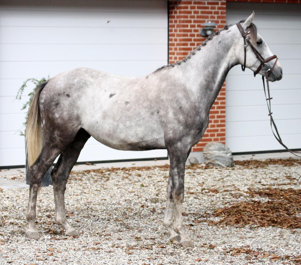 Anden særlig race Østermarkens Chassie (SOLGT) - I tilridning ved Diana Klein billede 5
