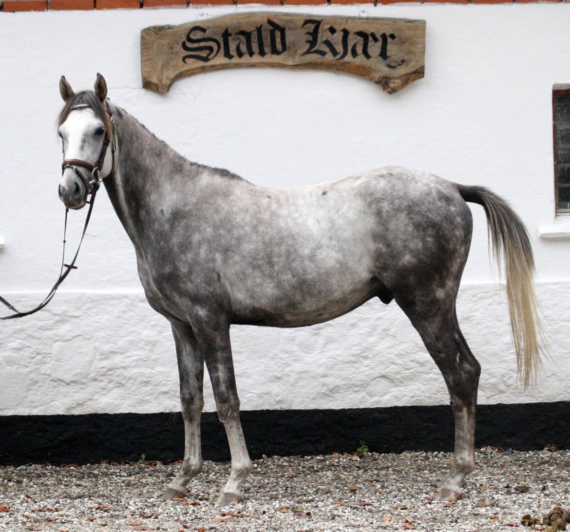 Anden særlig race Østermarkens Chassie (SOLGT) - I tilridning ved Diana Klein billede 6