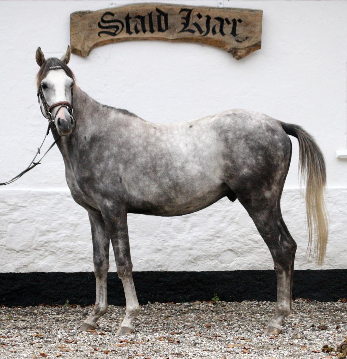 Anden særlig race Østermarkens Chassie (SOLGT) - I tilridning ved Diana Klein billede 7