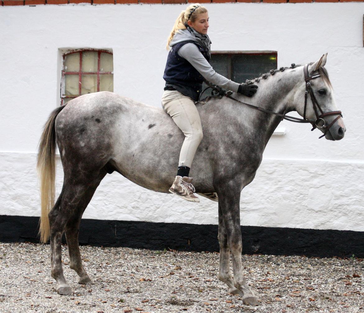 Anden særlig race Østermarkens Chassie (SOLGT) - I tilridning ved Diana Klein billede 8