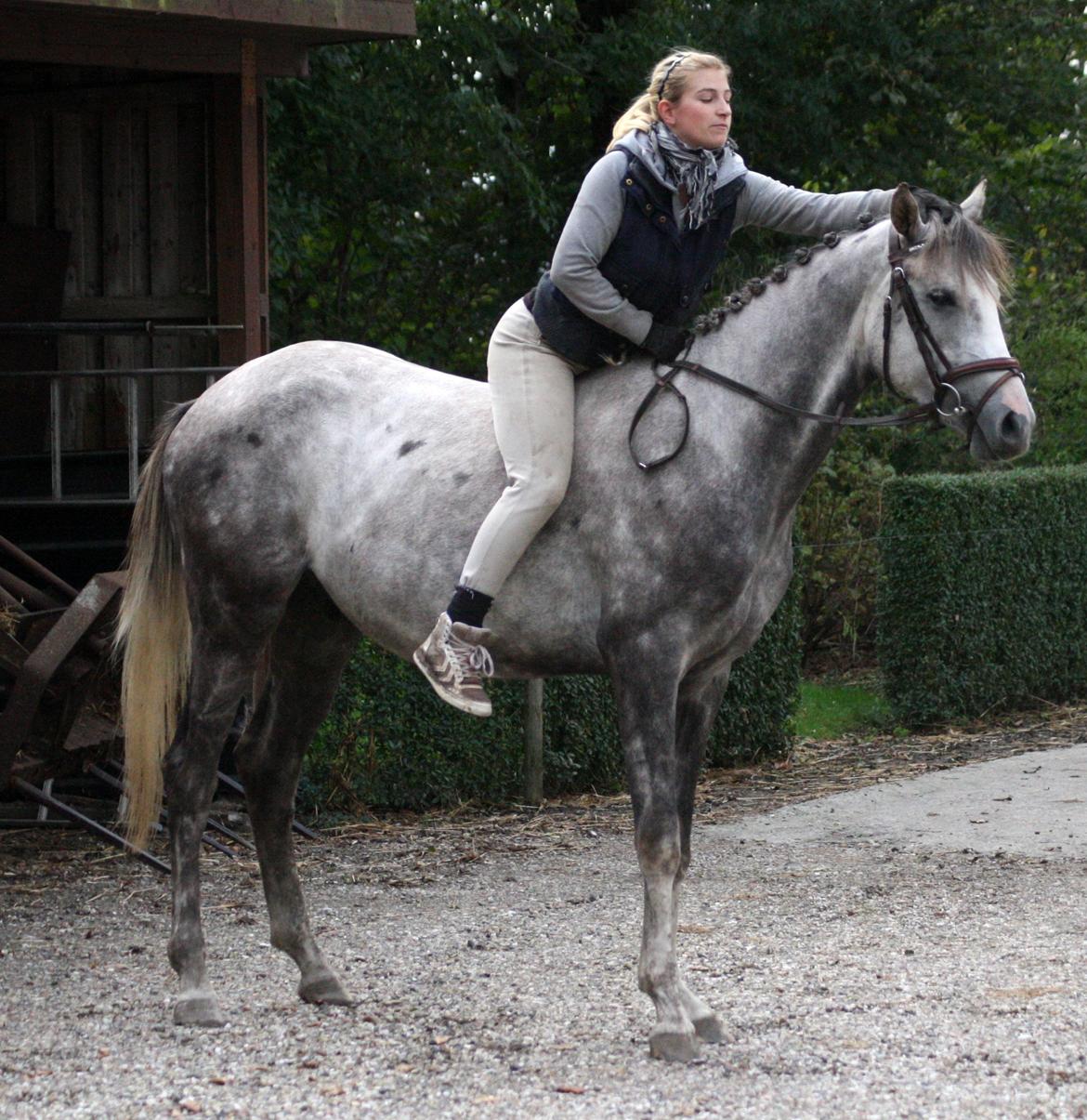 Anden særlig race Østermarkens Chassie (SOLGT) - I tilridning ved Diana Klein billede 9