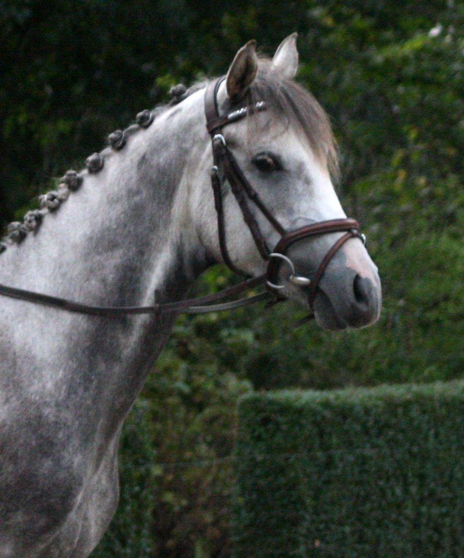 Anden særlig race Østermarkens Chassie (SOLGT) - i tilridning ved Diana Klein billede 2