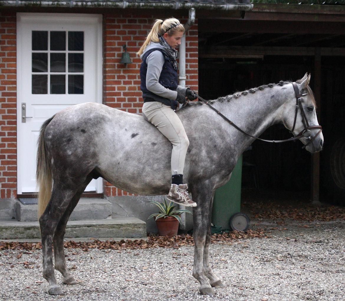 Anden særlig race Østermarkens Chassie (SOLGT) - I tilridning ved Diana Klein billede 10