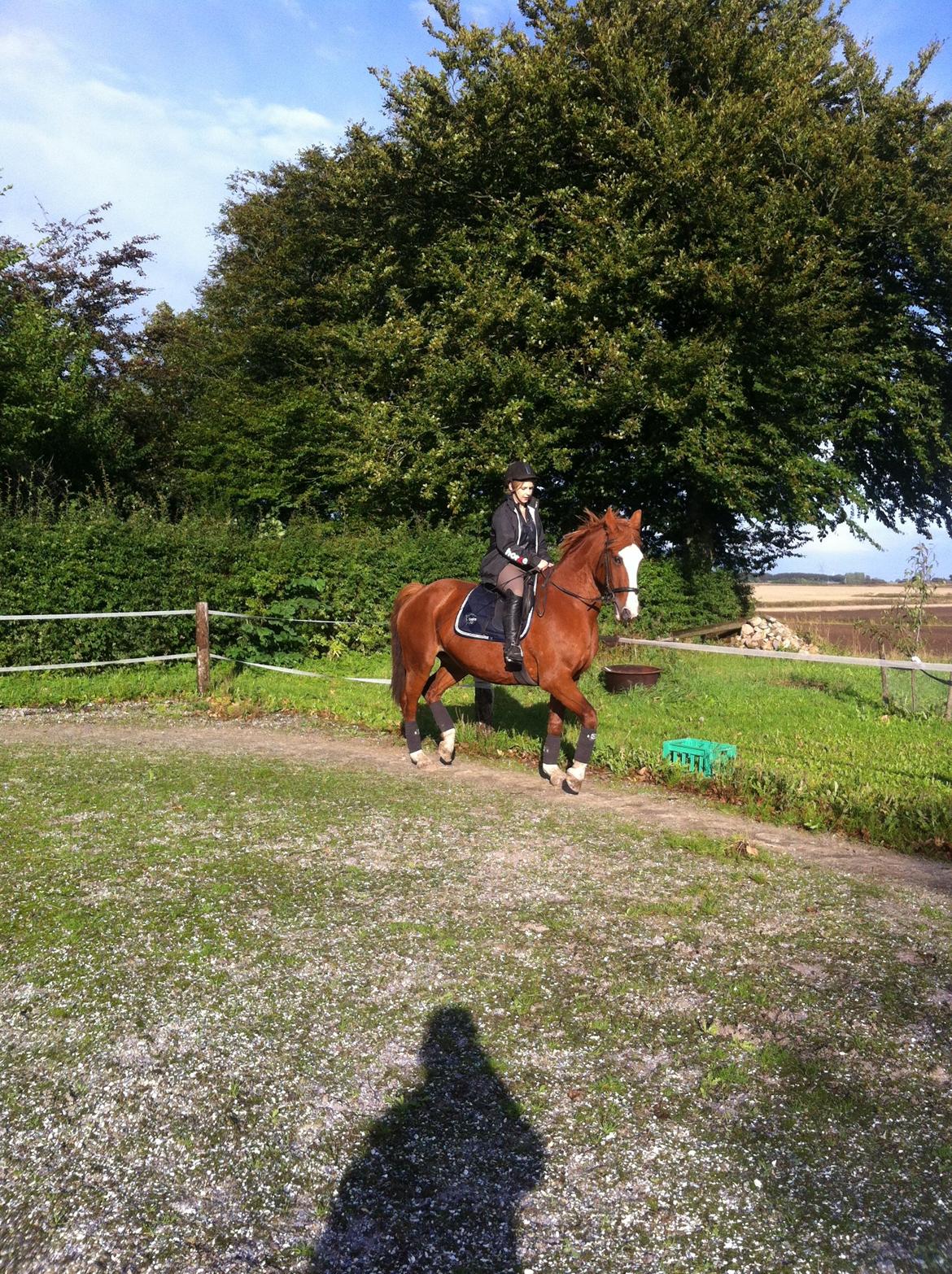 Anden særlig race Isabella (Issa) <3 Solgt :'( billede 5