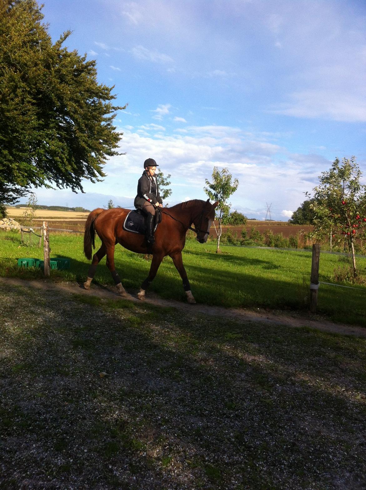 Anden særlig race Isabella (Issa) <3 Solgt :'( billede 12