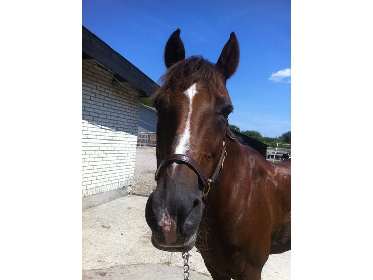 {{currentPhoto.altText}} billede {{currentPhoto.number}}