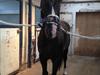 Oldenborg Jason af Helfin [Tidl. hest]