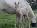 Palomino Elwood Blues