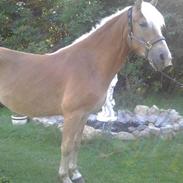 Haflinger Kløvs Wisti