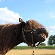 Shetlænder Lundennæsgårds Monarch