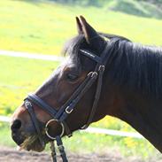 Welsh Pony (sec B) Korreborg's Sonny Boy " SOLGT" :(