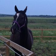 Dansk Varmblod Rafinedo