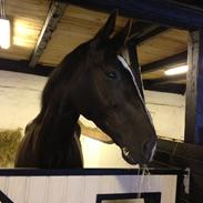 Dansk Varmblod Rafinedo