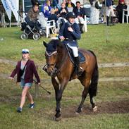 Tysk Varmblod | Giaccomo 43