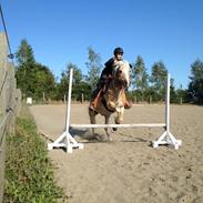 Haflinger Navaro Aflivet