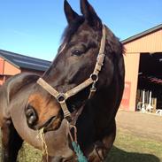 Oldenborg Ursus af Sjapmosen 207 DK. OLDB.