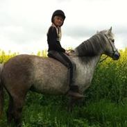 Anden særlig race Cassie