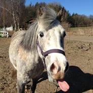 Anden særlig race Cassie