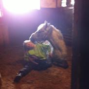 Anden særlig race Cassie