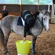 Anden særlig race Cassie