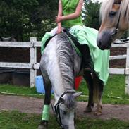 Anden særlig race Cassie