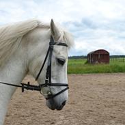 Anden særlig race Marquie