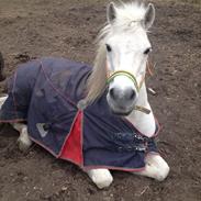 Anden særlig race Marquie