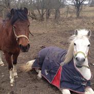 Anden særlig race Marquie