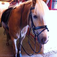 Tyroler Haflinger Basse