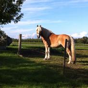 Tyroler Haflinger Basse