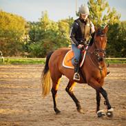 Hannoveraner Ruthie(Lamour) Solgt