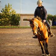 Hannoveraner Ruthie(Lamour) Solgt