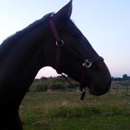 Dansk Varmblod Ramondo