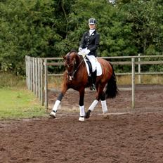 Dansk Varmblod Ocabell