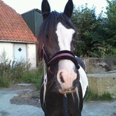 Tinker Lillevangens Pretty Woman