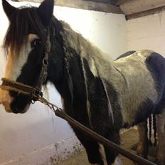 Tinker Lillevangens Pretty Woman