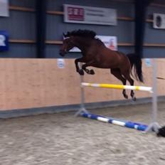 DSP Lykkehøjs Kiss Mee <3