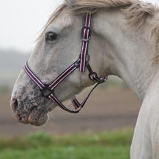 Knabstrupper Askepot † R.I.P †